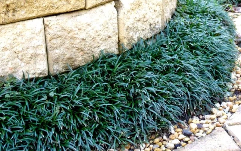 Dwarf Mondo Grass - 72 Pack Of 3.5" Pint Pots 5 Dwarf Mondo Grass - 72 Pack Of 3.5" Pint Pots - Image 5