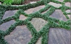 Dwarf Mondo Grass - 18 Count Flat Of Pint Pots -Shrub Plant Shop Picture Mondo Grass Dwarf 6 1