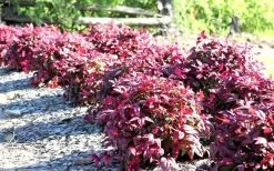 Blush Pink Nandina - 3 Gallon Pot -Shrub Plant Shop Picture Nandina Blush Pink Grouping