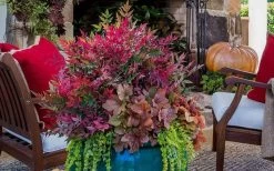 Obsession Nandina - 1 Gallon Pot 9 Obsession Nandina - 1 Gallon Pot -Shrub Plant Shop Picture Nandina Obsession