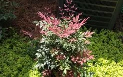 Obsession Nandina - 1 Gallon Pot 11 Obsession Nandina - 1 Gallon Pot -Shrub Plant Shop Picture NandinaObsession 4