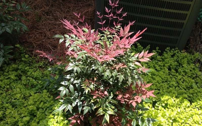 Obsession Nandina - 1 Gallon Pot 6 Obsession Nandina - 1 Gallon Pot - Image 6