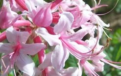 Varnadoes Phlox Pink Native Azalea - Rhododendron Canescens - 1 Gallon Pot -Shrub Plant Shop Picture Native Azalea Varnadoes Pink Phlox Closeup