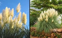 White Pampas Grass - 1 Gallon Pot -Shrub Plant Shop Picture Pampas Grass White 2