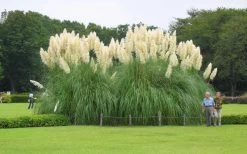 White Pampas Grass - 3 Gallon Pot -Shrub Plant Shop Picture Pampas Grass White 3 1