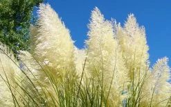 White Pampas Grass - 3 Gallon Pot -Shrub Plant Shop Picture Pampas Grass White 4 1