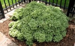Variegated Pittosporum (Japanese Mock Orange) - 3 Gallon Pot 11 Variegated Pittosporum (Japanese Mock Orange) - 3 Gallon Pot -Shrub Plant Shop Picture Pittosporum Variegated Shrub 1