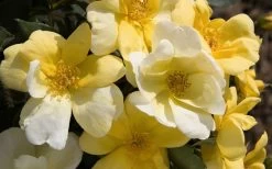 Sunny Yellow Knock Out Rose - 1 Gallon Pot -Shrub Plant Shop Picture Rose Knock Out Sunny 1