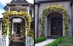 Lady Banks Yellow Rose - 2 Gallon Pot -Shrub Plant Shop Picture Rose Lady Banks Entry Arch 2