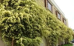 Lady Banks Yellow Rose - 3 Gallon Pot -Shrub Plant Shop Picture Rose Lady Banks Trellis 1