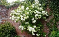 Chinese Snowball Viburnum Bush - 7 Gallon Pot (2-3') 13 Chinese Snowball Viburnum Bush - 7 Gallon Pot (2-3') -Shrub Plant Shop Picture Viburnum Chinese Snowball Espalier 1