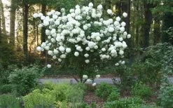 Chinese Snowball Viburnum Bush - 6 Pack Of 1 Gallon Pots -Shrub Plant Shop Picture Viburnum Chinese Snowball Tree 1 3