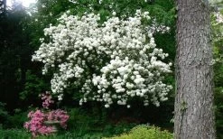 Chinese Snowball Viburnum Bush - 7 Gallon Pot (3-4') -Shrub Plant Shop Picture Viburnum Chinese Snowball Tree 2 2