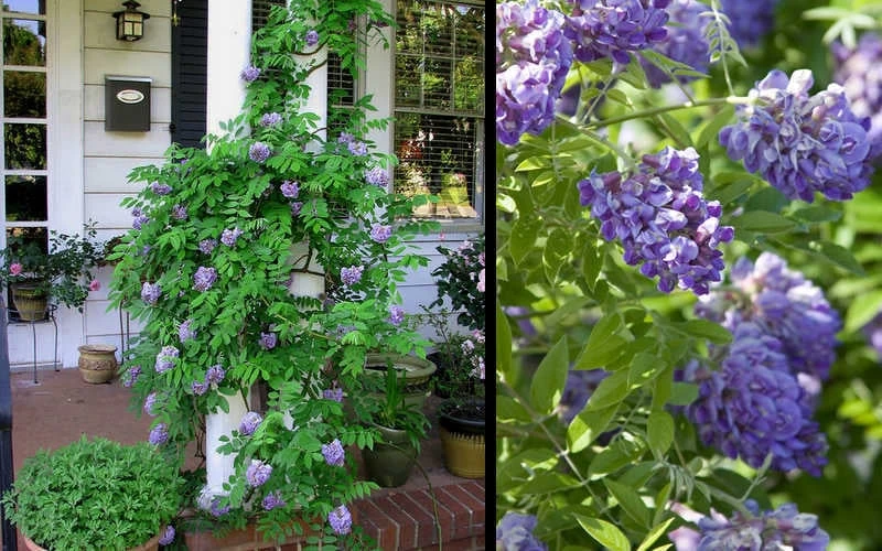 Amethyst Falls Wisteria Vine - 3 Gallon Pot 6 Amethyst Falls Wisteria Vine - 3 Gallon Pot - Image 6
