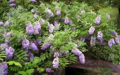 Amethyst Falls Wisteria Vine - 3 Gallon Pot 15 Amethyst Falls Wisteria Vine - 3 Gallon Pot -Shrub Plant Shop Picture Wisteria Amethyst Falls 5