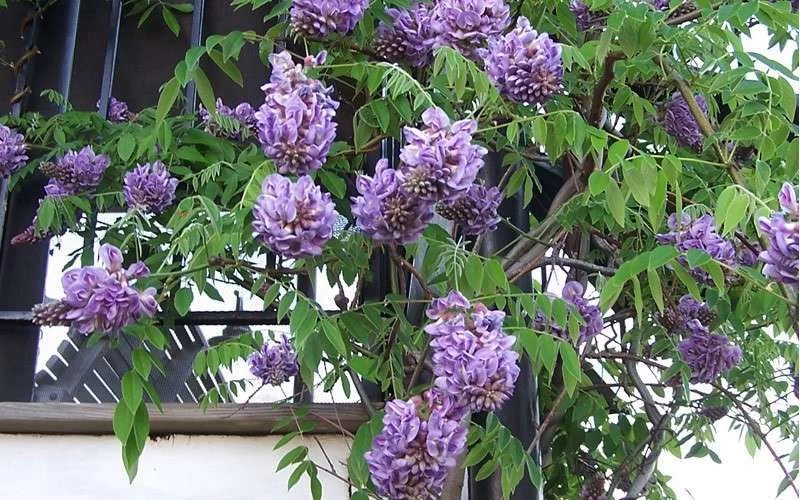 Amethyst Falls Wisteria Vine - 3 Gallon Pot 9 Amethyst Falls Wisteria Vine - 3 Gallon Pot - Image 9