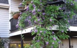 Amethyst Falls Wisteria Vine - 3 Gallon Pot 16 Amethyst Falls Wisteria Vine - 3 Gallon Pot -Shrub Plant Shop Picture Wisteria Amethyst Falls Vine
