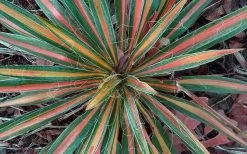 Color Guard Yucca - 3 Gallon Pot -Shrub Plant Shop Picture Yucca Color Guard Fall Color 1