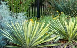 Color Guard Yucca - 3 Gallon Pot -Shrub Plant Shop Picture Yucca Color Guard Landscape 1