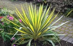 Color Guard Yucca - 6 Pack Of 1 Gallon Pots -Shrub Plant Shop Picture Yucca Color Guard Plant