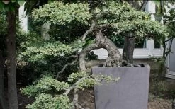 Variegated Pittosporum (Japanese Mock Orange) - 3 Gallon Pot 13 Variegated Pittosporum (Japanese Mock Orange) - 3 Gallon Pot -Shrub Plant Shop Pittosporum Variegated Bonsai