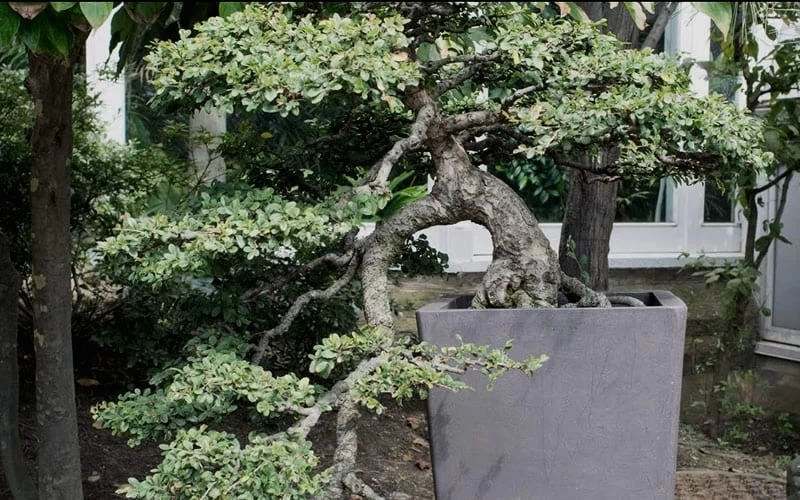 Variegated Pittosporum (Japanese Mock Orange) - 3 Gallon Pot 7 Variegated Pittosporum (Japanese Mock Orange) - 3 Gallon Pot - Image 7