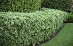 Variegated Pittosporum (Japanese Mock Orange) - 3 Gallon Pot 12 Variegated Pittosporum (Japanese Mock Orange) - 3 Gallon Pot -Shrub Plant Shop Pittosporum variegated 50