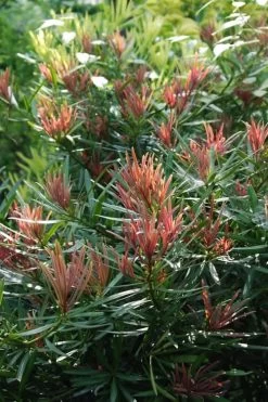 Emerald Flame Podocarpus Macrophyllus (Japanese Yew) - 3 Gallon Pot -Shrub Plant Shop Podocarpus Emerald Flame 1