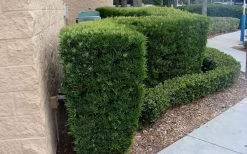 Maki Podocarpus Columnar Yew - 3 Gallon Pot -Shrub Plant Shop Podocarpus Maki 1