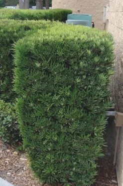 Maki Podocarpus Columnar Yew - 3 Gallon Pot -Shrub Plant Shop Podocarpus Maki 1 500x750 1