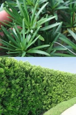 Maki Podocarpus Columnar Yew - 3 Gallon Pot -Shrub Plant Shop Podocarpus Maki 2 500x750 1