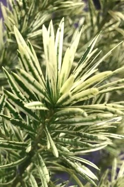 Roman Candles Podocarpus Macrophyllus - 2 Gallon Pot 9 Roman Candles Podocarpus Macrophyllus - 2 Gallon Pot -Shrub Plant Shop Podocarpus Roman Candle 2 1