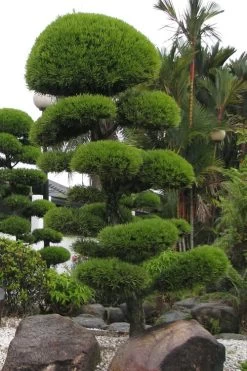 Podocarpus Macrophyllus Upright Yew - 6 Pack Of 1 Gallon Pots -Shrub Plant Shop Podocarpus Upright Yew 10