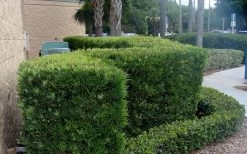 Podocarpus Macrophyllus Upright Yew - 6 Pack Of 1 Gallon Pots -Shrub Plant Shop Podocarpus Upright Yew 11