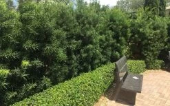 Podocarpus Macrophyllus Upright Yew - 6 Pack Of 1 Gallon Pots -Shrub Plant Shop Podocarpus Upright Yew 12