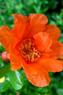 Russian 26 Cold Hardy Pomegranate - 3 Gallon Pot 10 Russian 26 Cold Hardy Pomegranate - 3 Gallon Pot -Shrub Plant Shop Pomegranate Russian 26 11