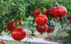 Russian 26 Cold Hardy Pomegranate - 3 Gallon Pot 11 Russian 26 Cold Hardy Pomegranate - 3 Gallon Pot -Shrub Plant Shop Pomegranate Russian 26 12