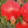Russian 26 Cold Hardy Pomegranate - 3 Gallon Pot