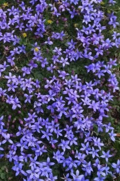 County Park Pratia (Blue Star Creeper) - 10 Pack Of 4" Pots 9 County Park Pratia (Blue Star Creeper) - 10 Pack Of 4" Pots -Shrub Plant Shop Pratia Country Park Blue Star Creeper 4