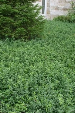 Purple Wintercreeper - Euonymus Fortunei Coloratus - 3 Pack Of Pint Pots -Shrub Plant Shop Purple Wintercreeper 5