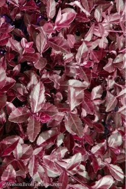 Purple Wintercreeper - Euonymus Fortunei Coloratus - 3 Pack Of Pint Pots -Shrub Plant Shop Purple Wintercreeper 7