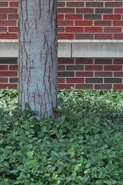 Purple Wintercreeper - Euonymus Fortunei Coloratus - 18 Count Flat Of Pint Pots -Shrub Plant Shop Purple Wintercreeper 8 1