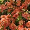 Cameo Flowering Quince - 1 Gallon Pot