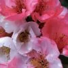 Toyo Nishiki Flowering Quince - Chaenomeles Speciosa - 5 Gallon Pot