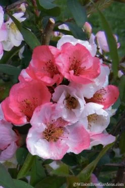 Toyo Nishiki Flowering Quince - Chaenomeles Speciosa - 2 Gallon Pot -Shrub Plant Shop Quince Toyo Nishiki 2