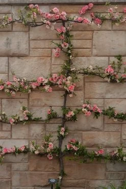 Toyo Nishiki Flowering Quince - Chaenomeles Speciosa - 2 Gallon Pot -Shrub Plant Shop Quince Toyo Nishiki 4