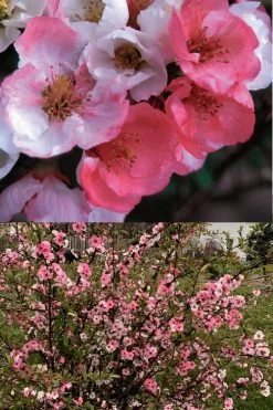 Toyo Nishiki Flowering Quince - Chaenomeles Speciosa - 2 Gallon Pot -Shrub Plant Shop Quince Toyo Nishiki 6