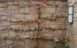 Toyo Nishiki Flowering Quince - Chaenomeles Speciosa - 2 Gallon Pot -Shrub Plant Shop Quince Toyo Nishiki 9