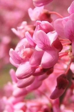 Carolina Sweetheart Eastern Redbud Tree - 5 Gallon Pot -Shrub Plant Shop Redbud Carolina Sweetheart 13