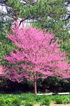Carolina Sweetheart Eastern Redbud Tree - 5 Gallon Pot -Shrub Plant Shop Redbud Carolina Sweetheart 14